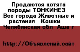 Продаются котята породы ТОНКИНЕЗ - Все города Животные и растения » Кошки   . Челябинская обл.,Аша г.